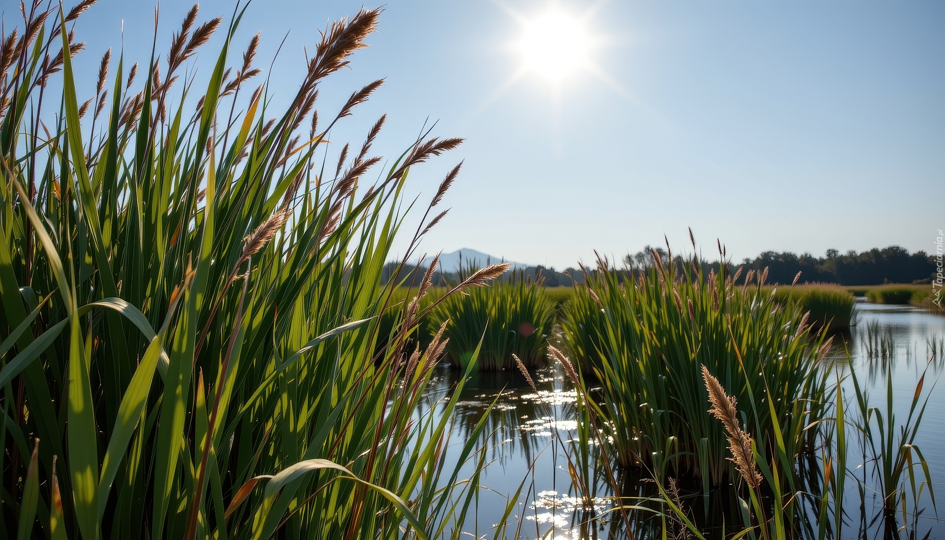 Trzciny, Trawa, Słoneczny blask, Jezioro