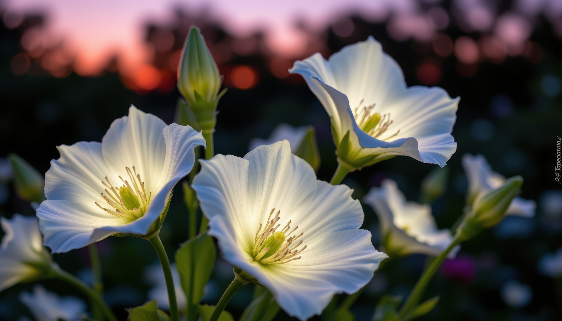 Trzy, Białe, Rozświetlone, Kwiaty