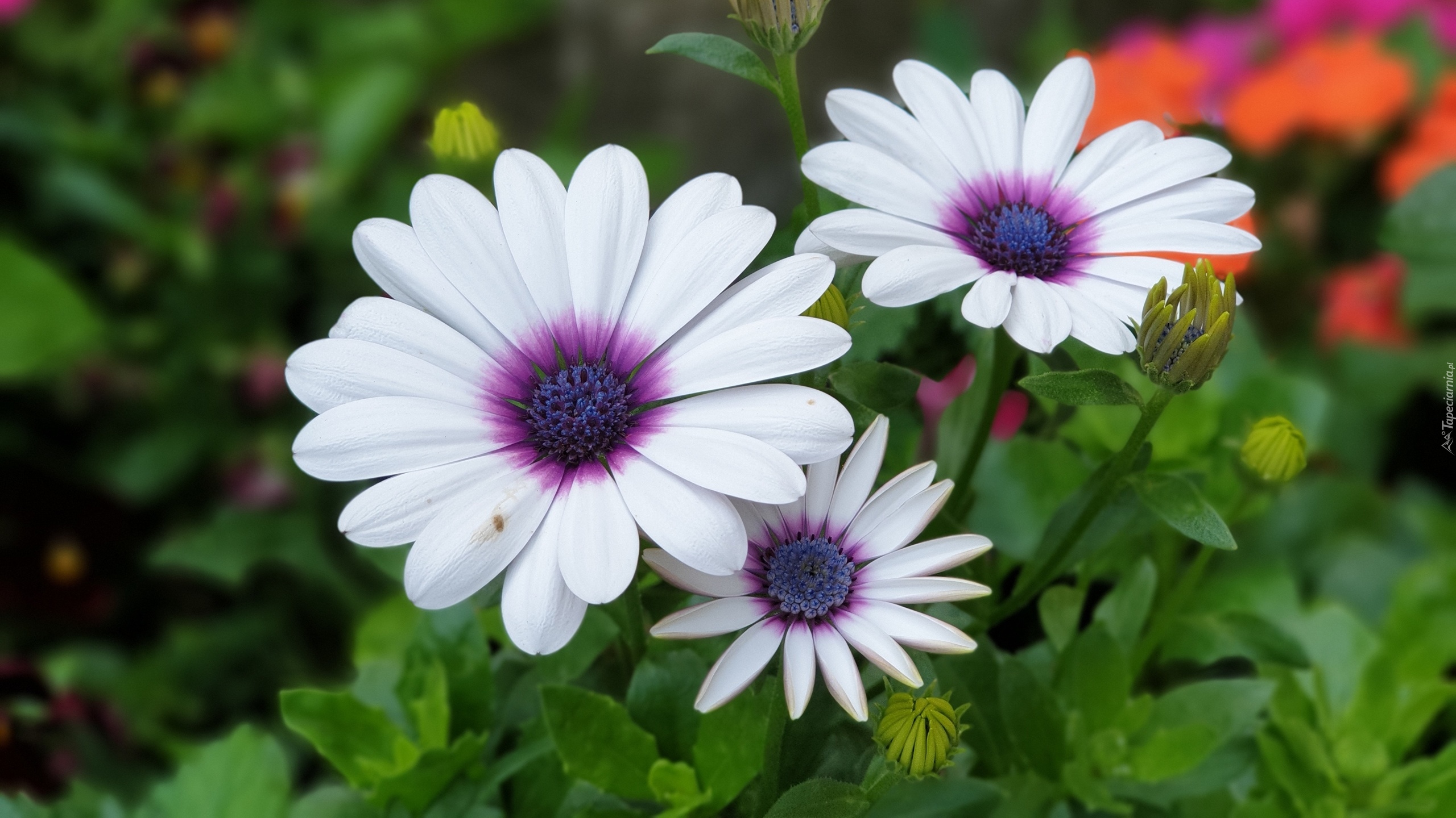 Trzy, Białe, Kwiatki, Osteospermum, Stokrotka afrykańska, Liście