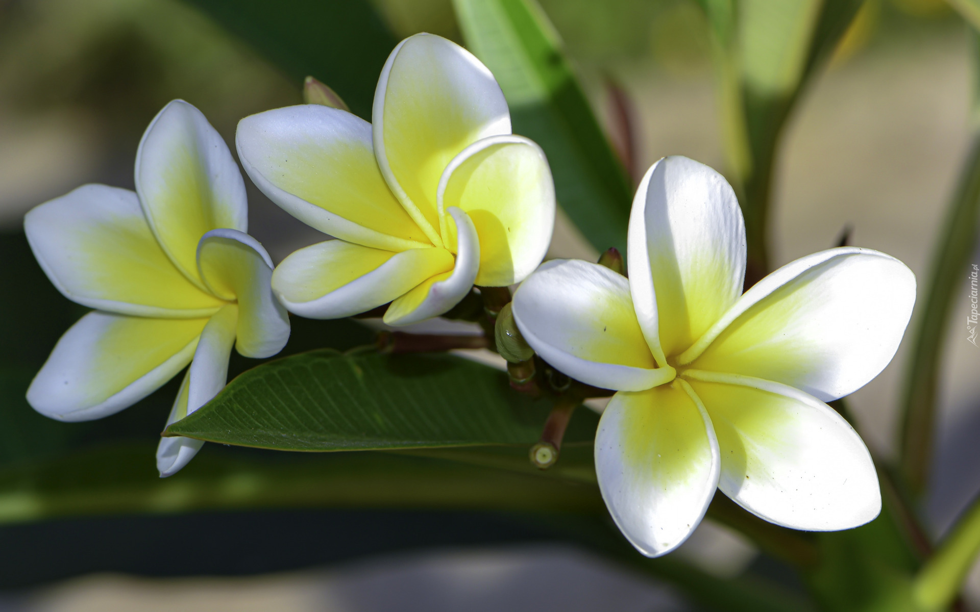 Biało-żółte, Kwiaty, Plumeria, Liście