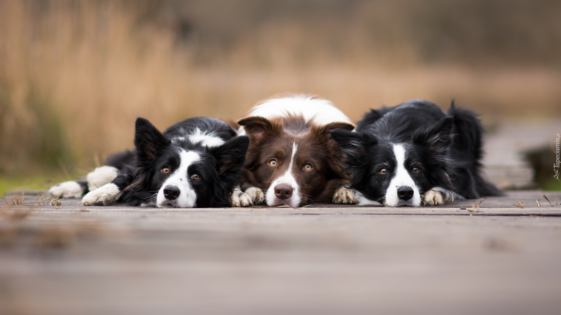 Psy, Border collie, Rozmyte, Tło