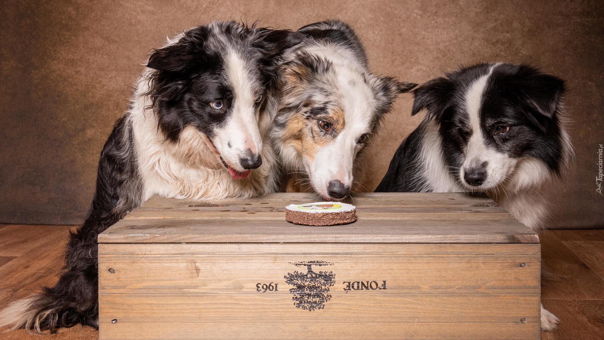 Trzy, Border collie, Skrzynka, Smakołyk