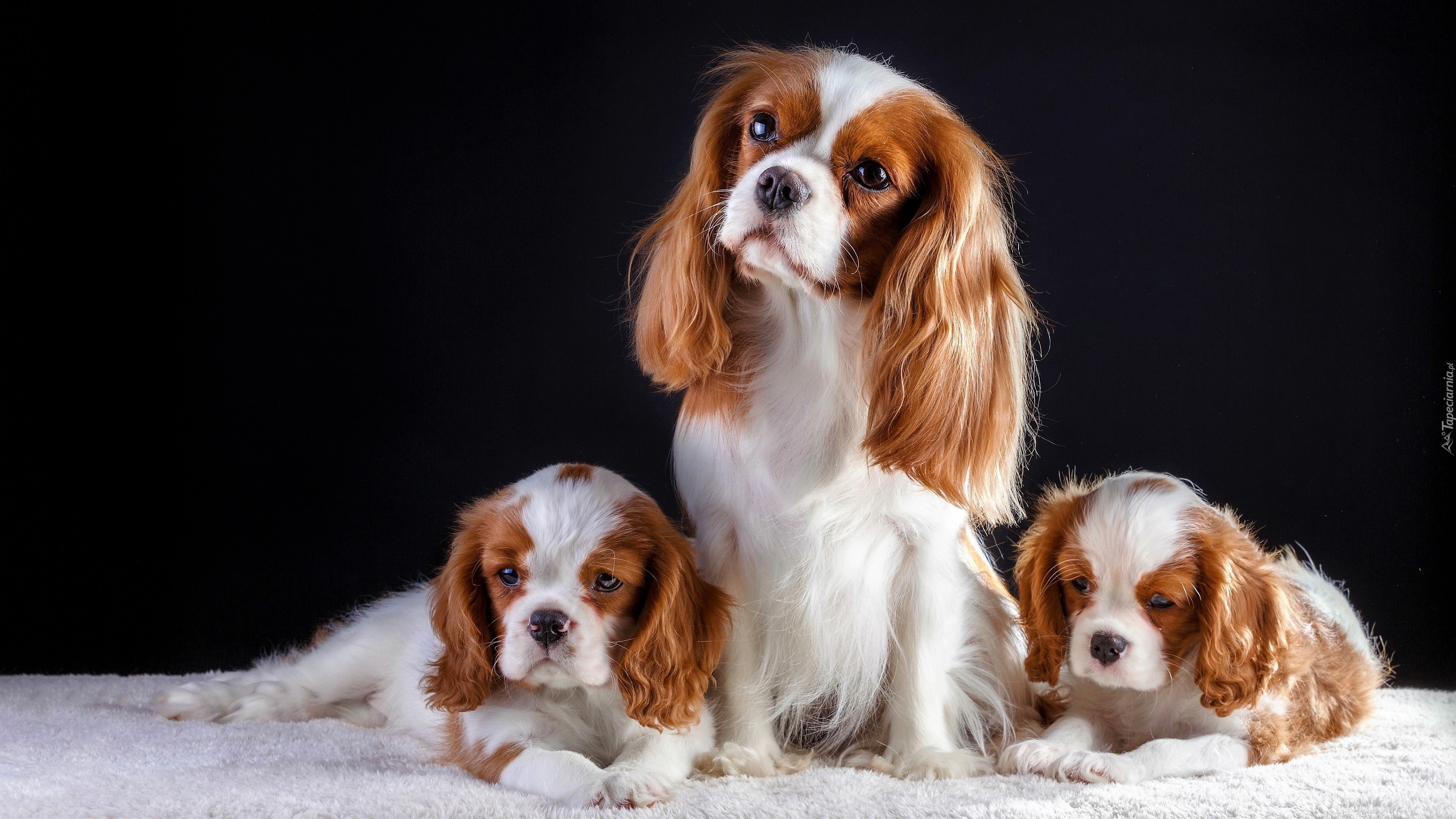 Trzy, Cavalier King Charles spaniele