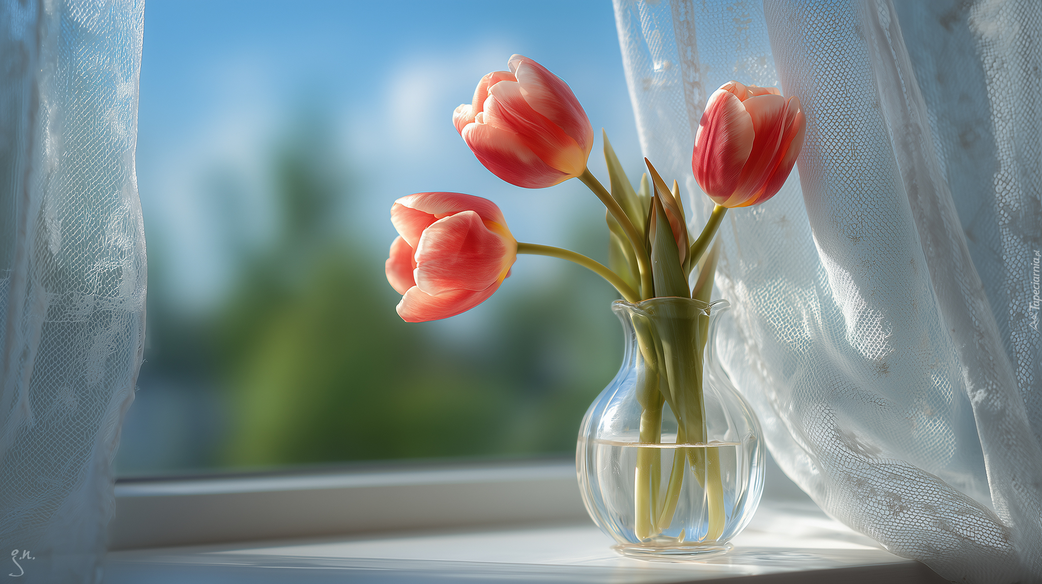 Trzy, Tulipany, Okno, Firanki, Grafika AI