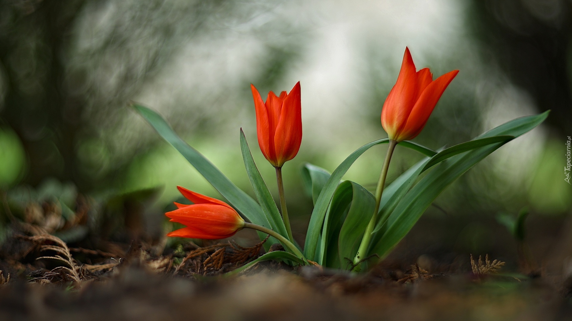 Kwiaty, Czerwone, Tulipany, Rozmycie
