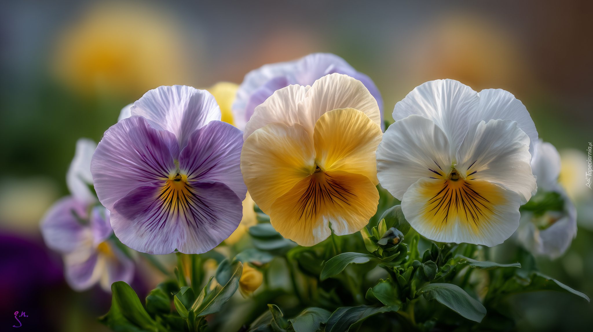 Kolorowe, Bratki, Grafika AI