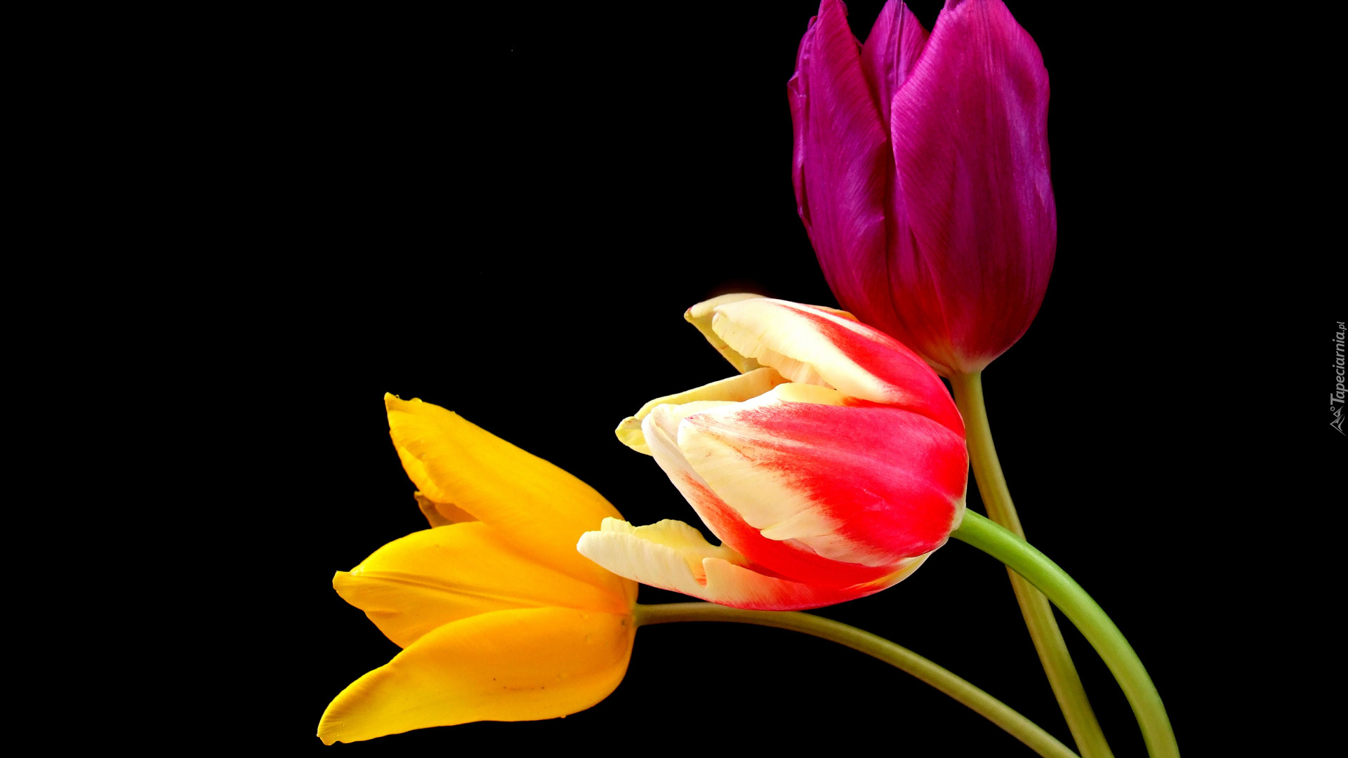 Trzy, Kolorowe, Tulipany