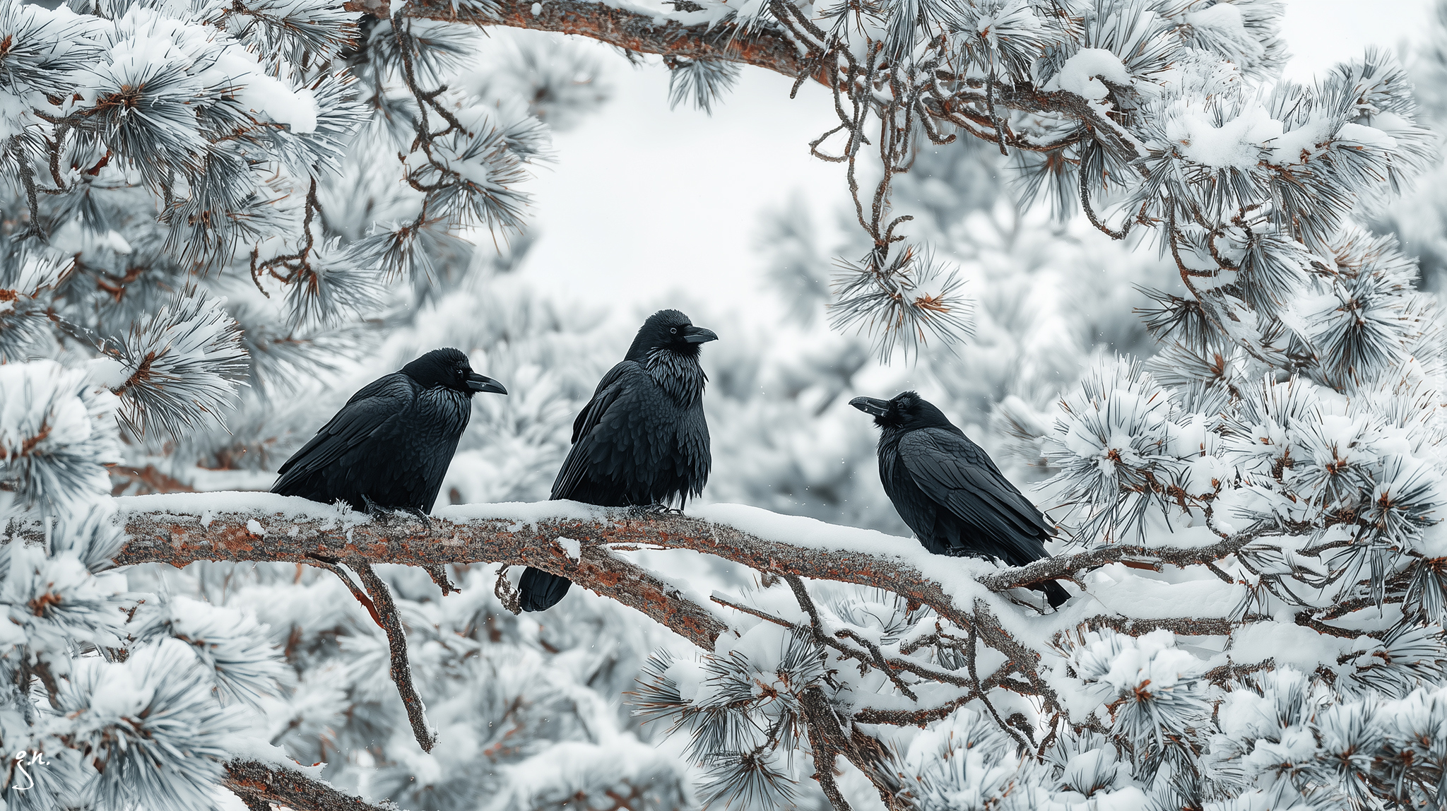 Trzy, Kruki, Gałąź, Sosna, Śnieg, Zima, Grafika AI