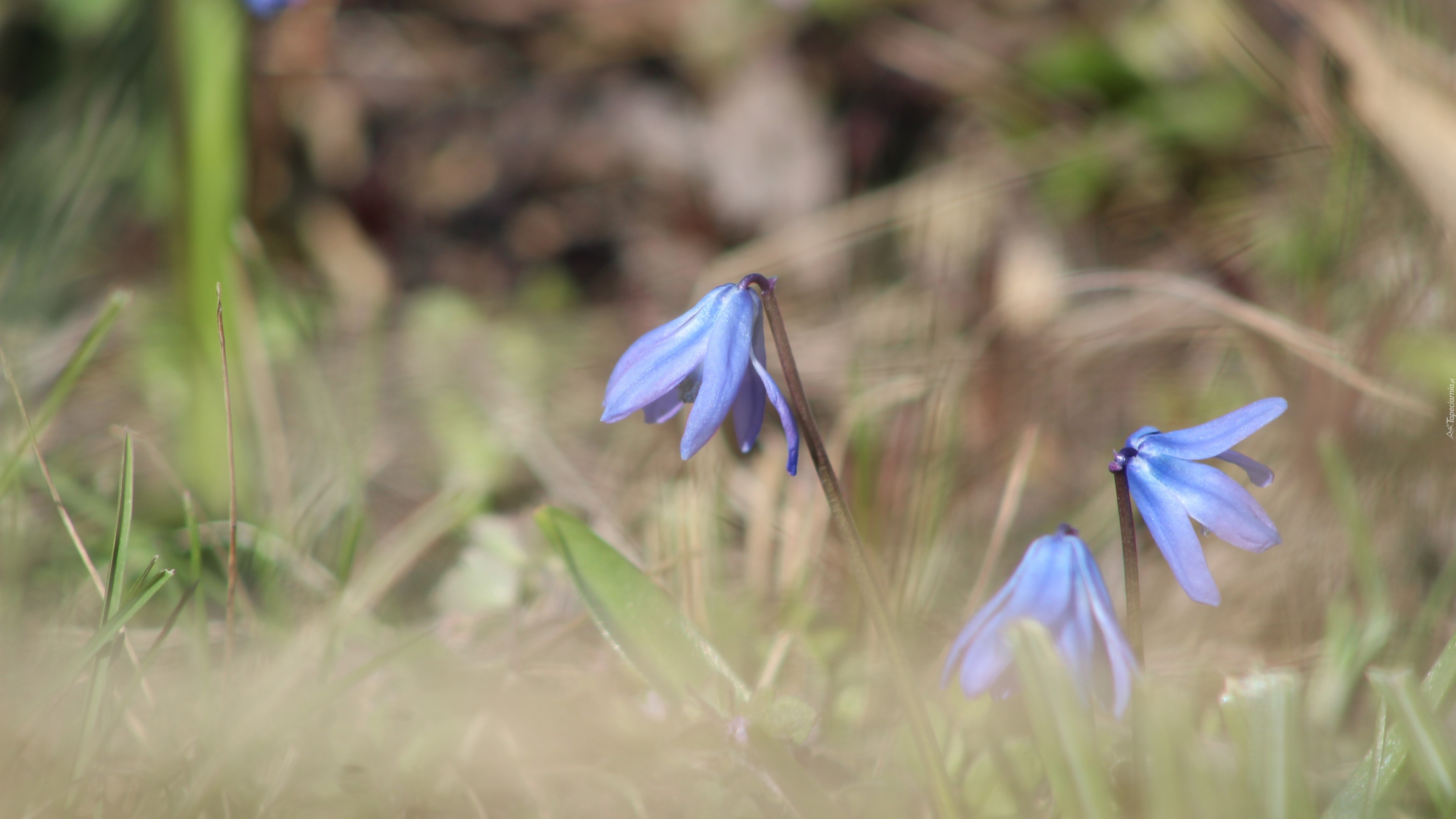Kwiaty, Niebieska, Cebulica syberyjska