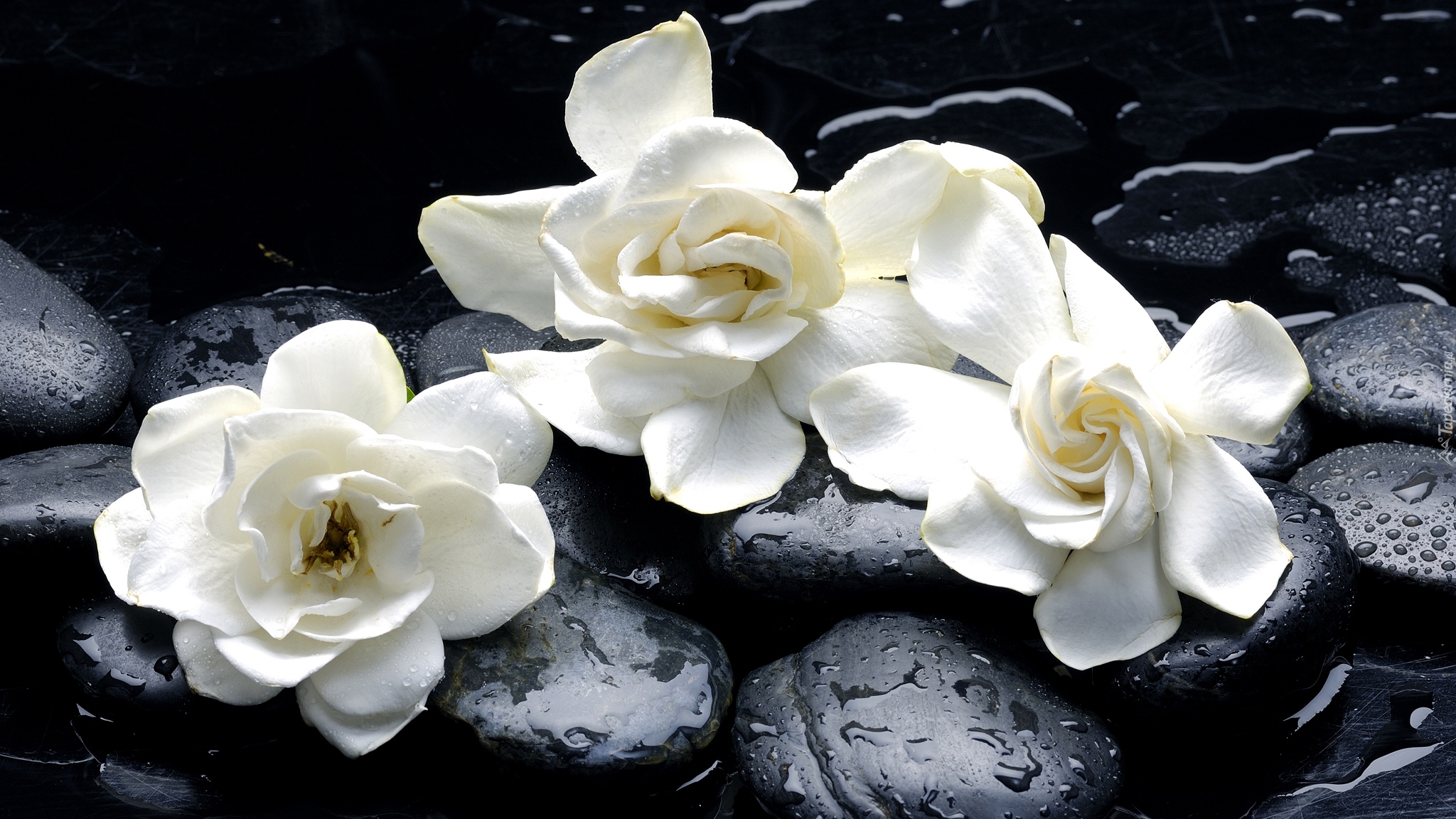 Gardenia jaśminowata, Trzy, Białe, Kwiaty, Kamienie