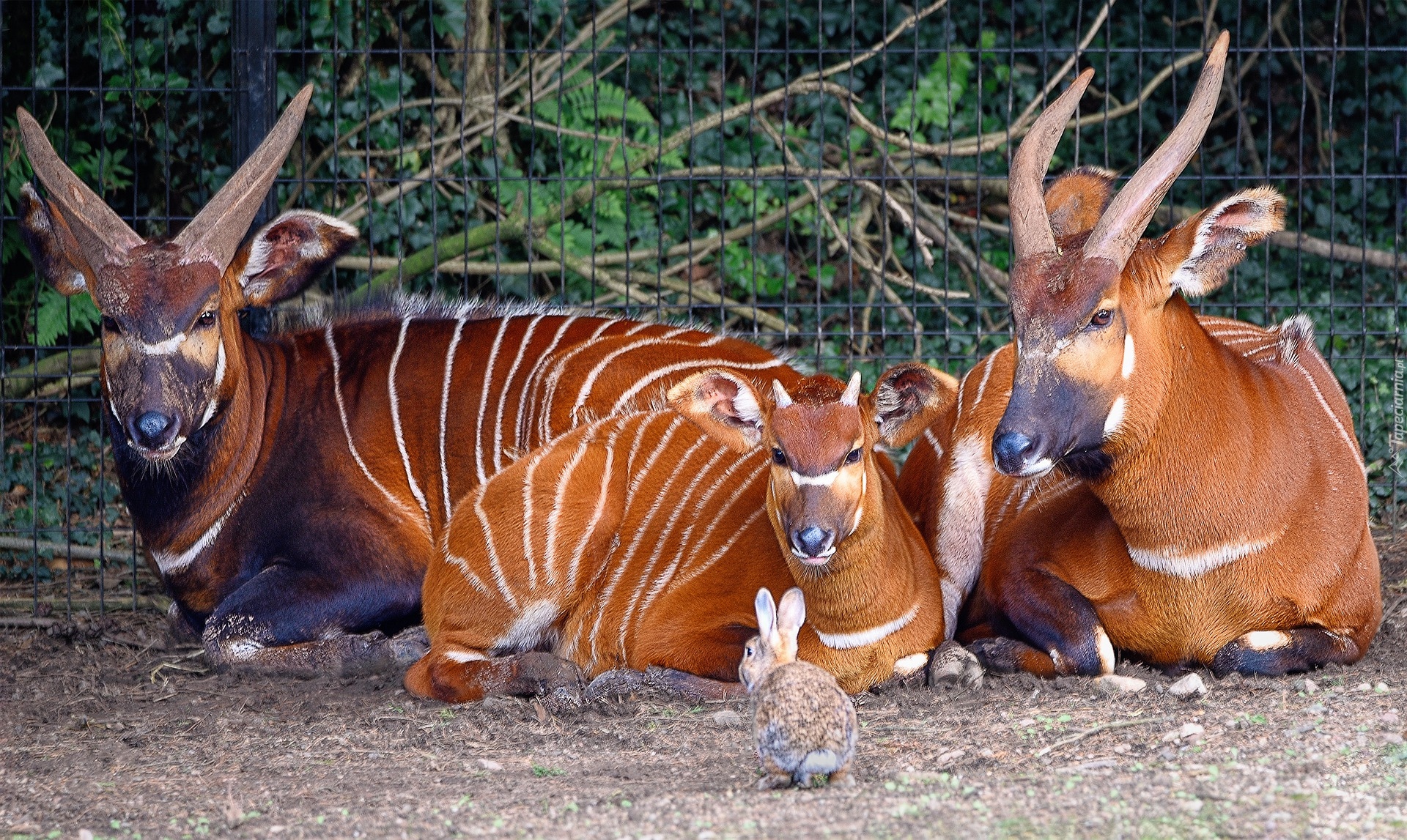 Antylopy, Bongo leśne