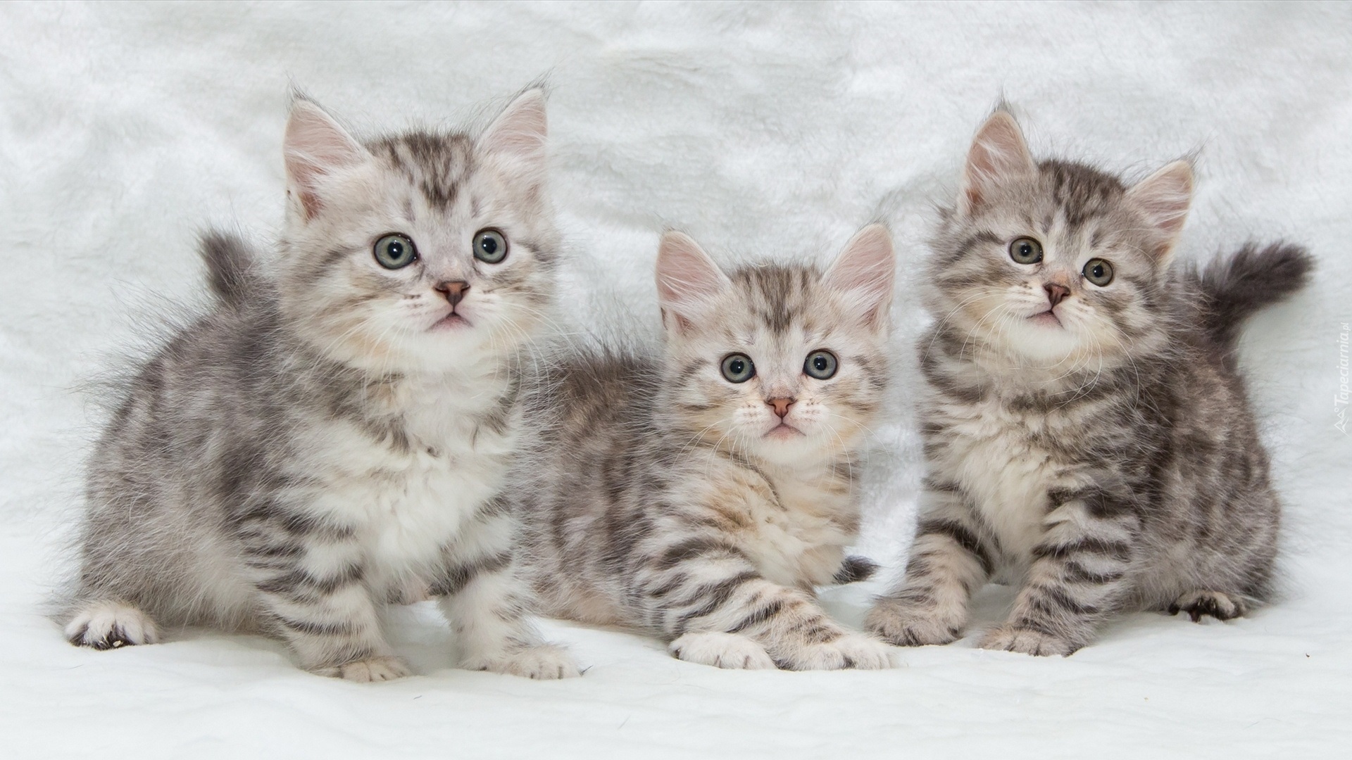 Trzy, Szare, Kotki, Maine coon