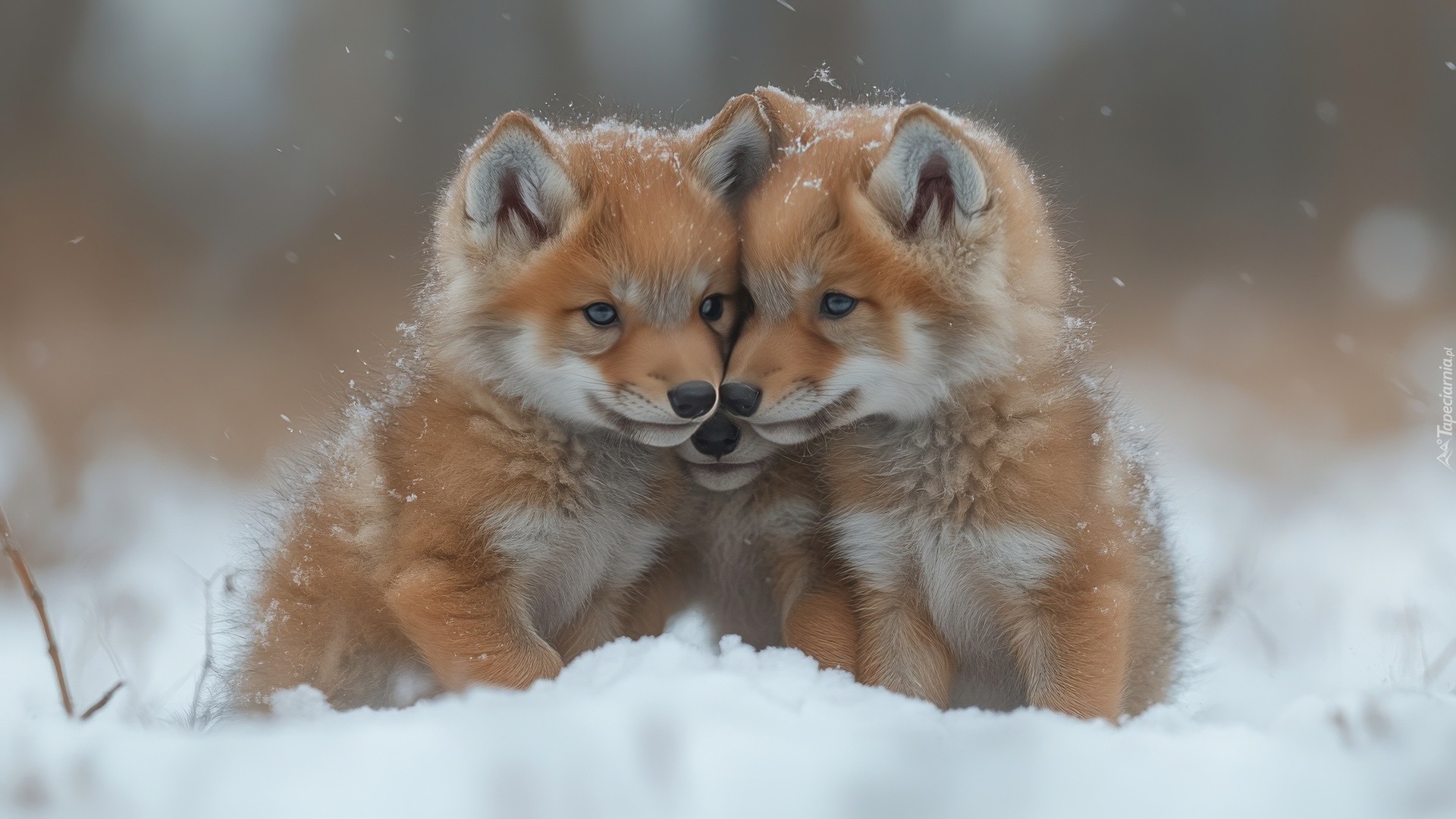 Młode, Lisy, Liski, Śnieg