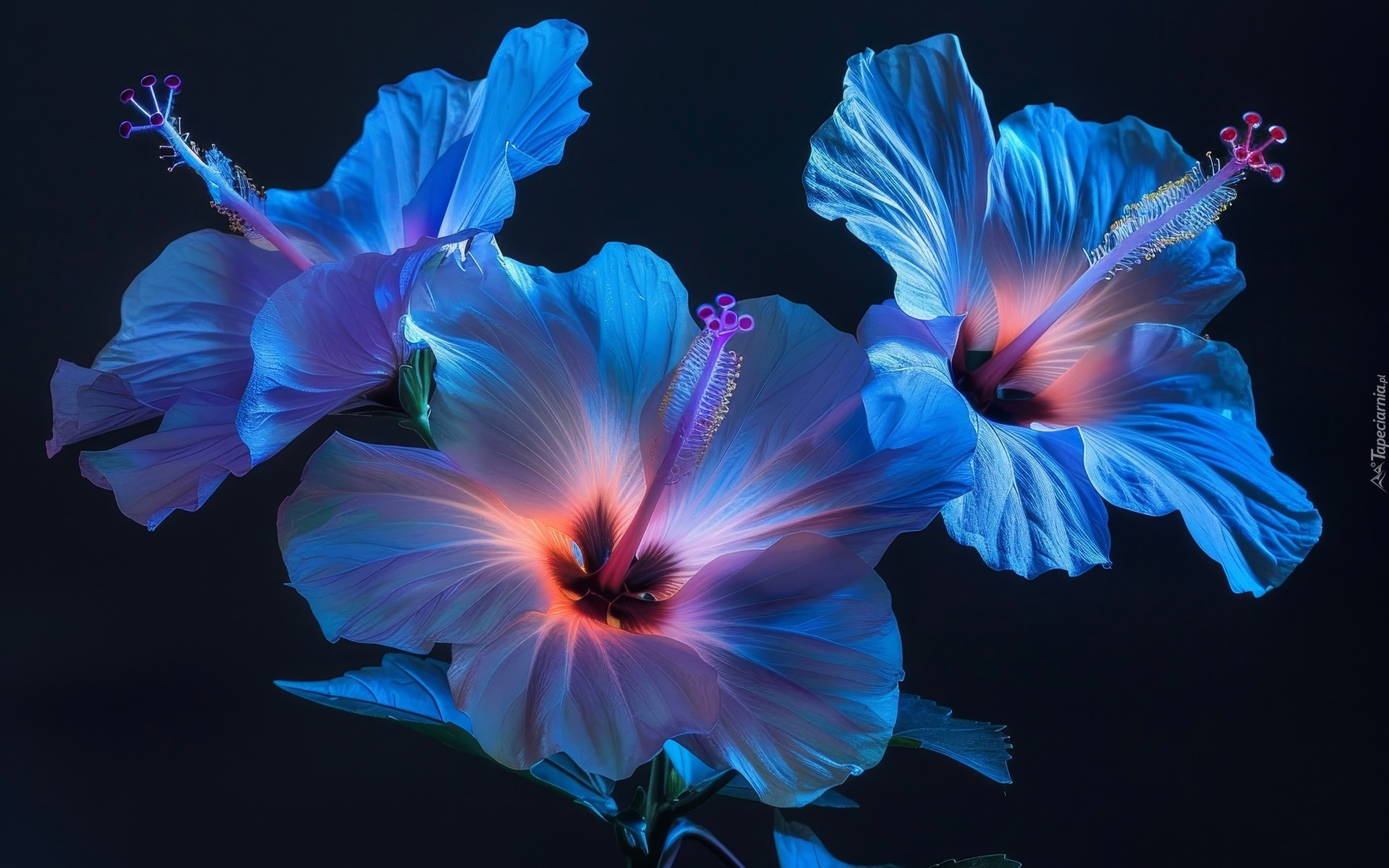 Trzy Niebieskie Pod wietlone Hibiskusy Na Czarnym Tle