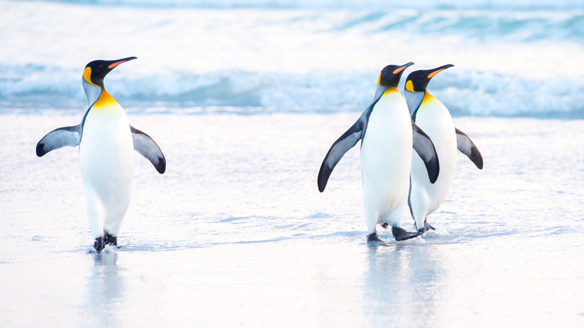 Trzy, Pingwiny cesarskie