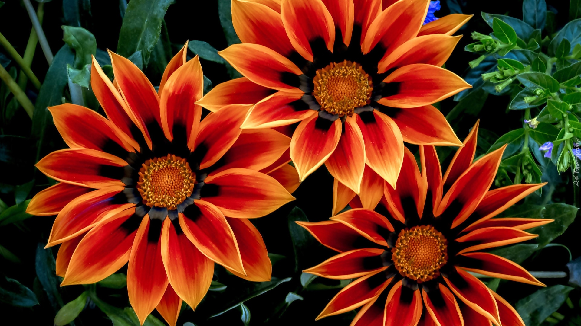 Gazania, Trzy, Kwiaty