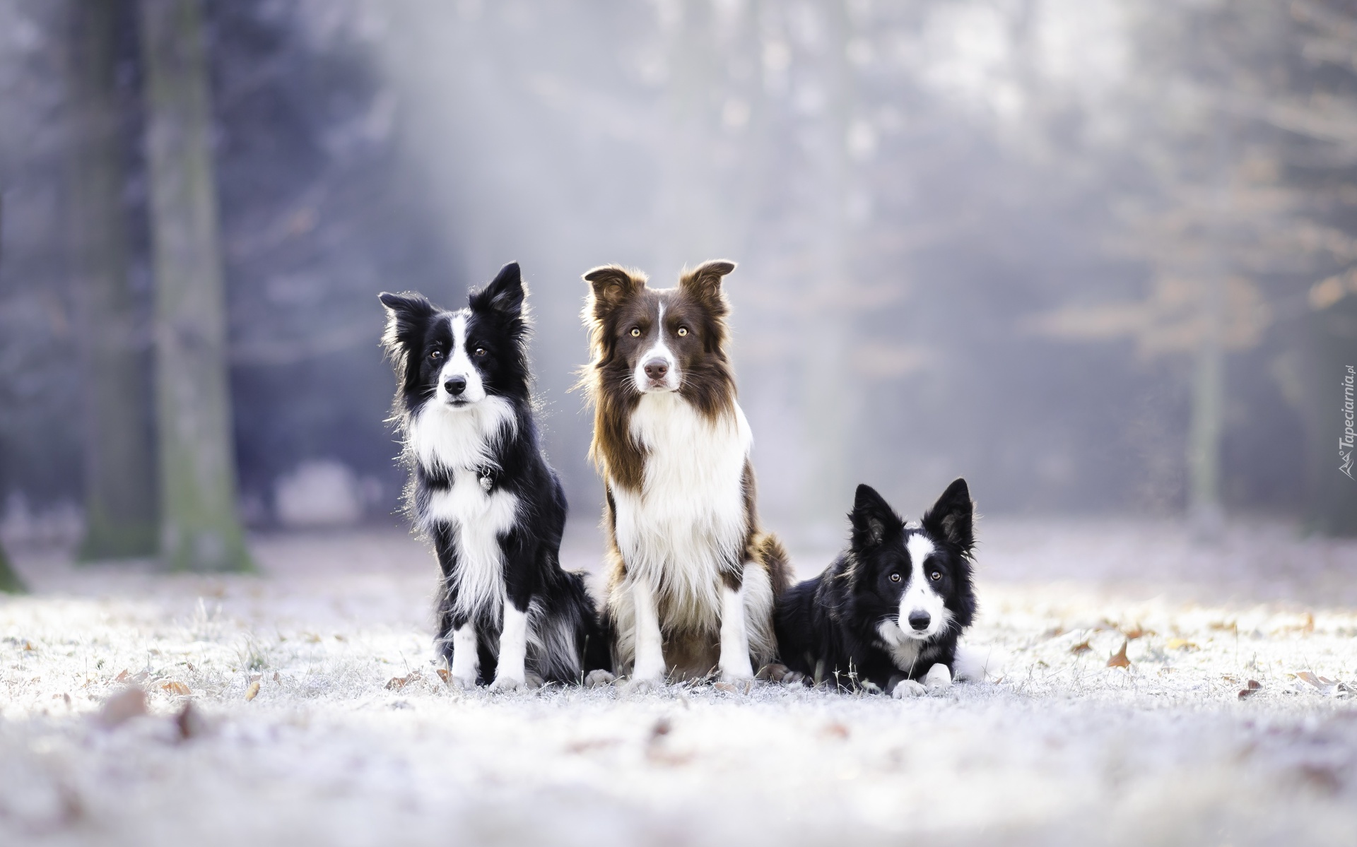 Trzy, Border collie