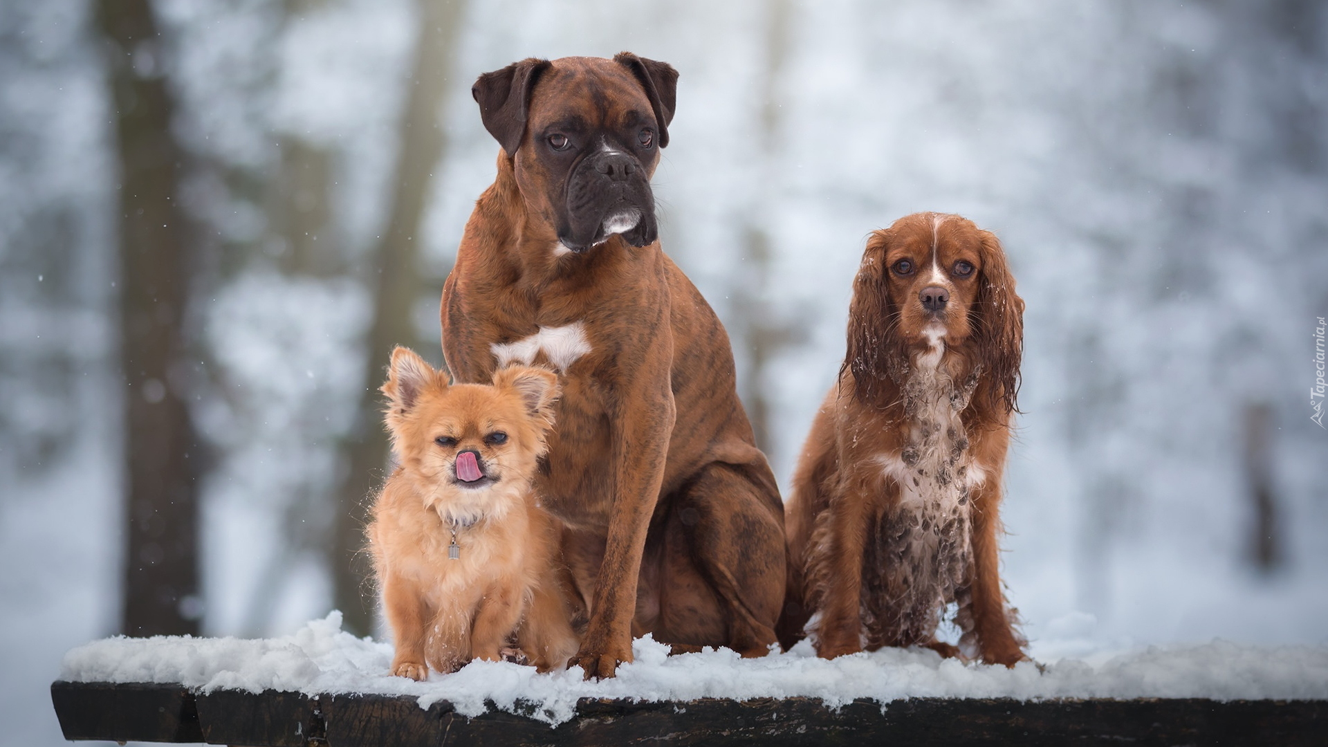 Trzy, Psy, Bokser, Cocker spaniel