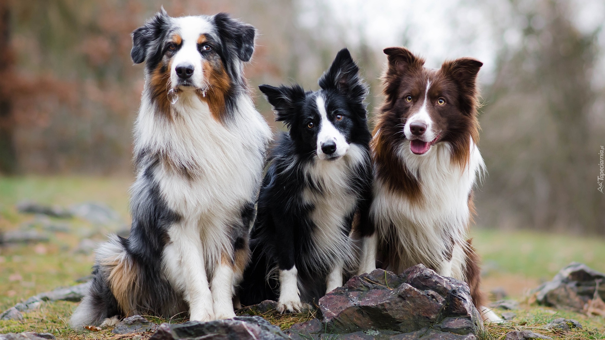 Trzy, Psy, Owczarek australijski, Border collie, Kamienie