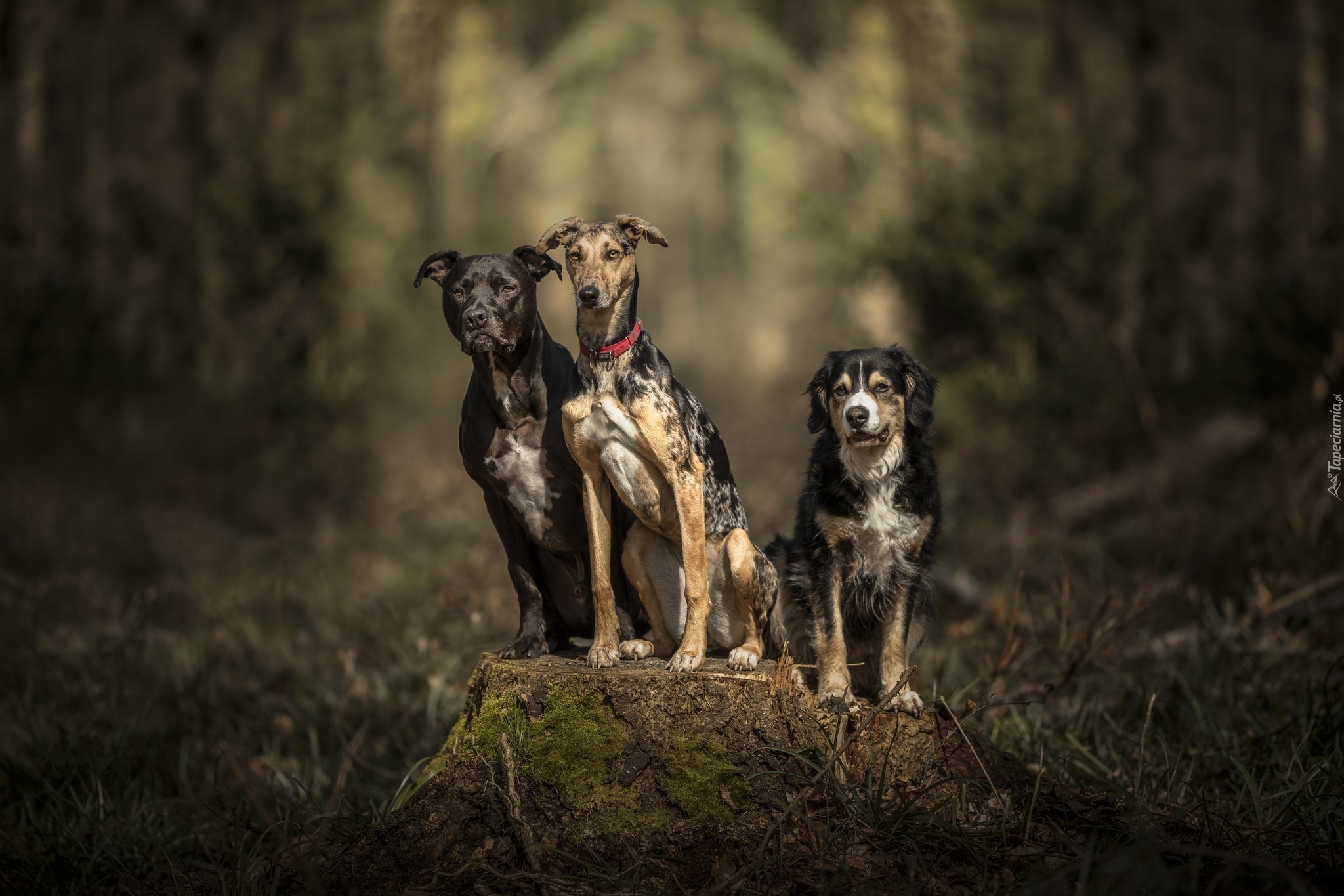 Trzy, Psy, Amstaff, Whippet, Kundelek