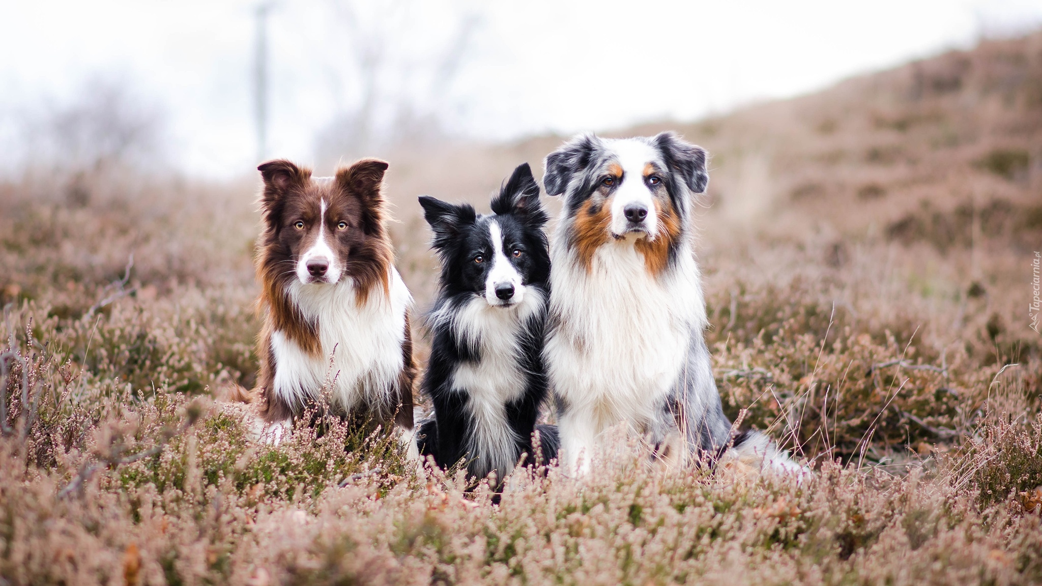 Trzy, Psy, Border collie, Owczarek australijski