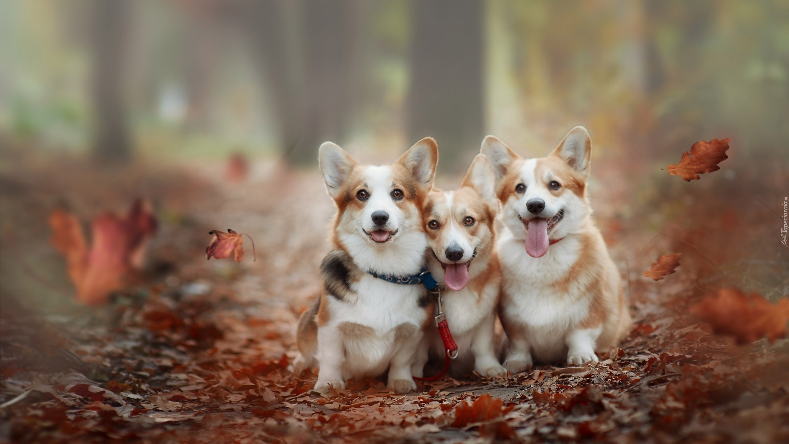 Trzy, Psy, Welsh corgi pembroke, Liście