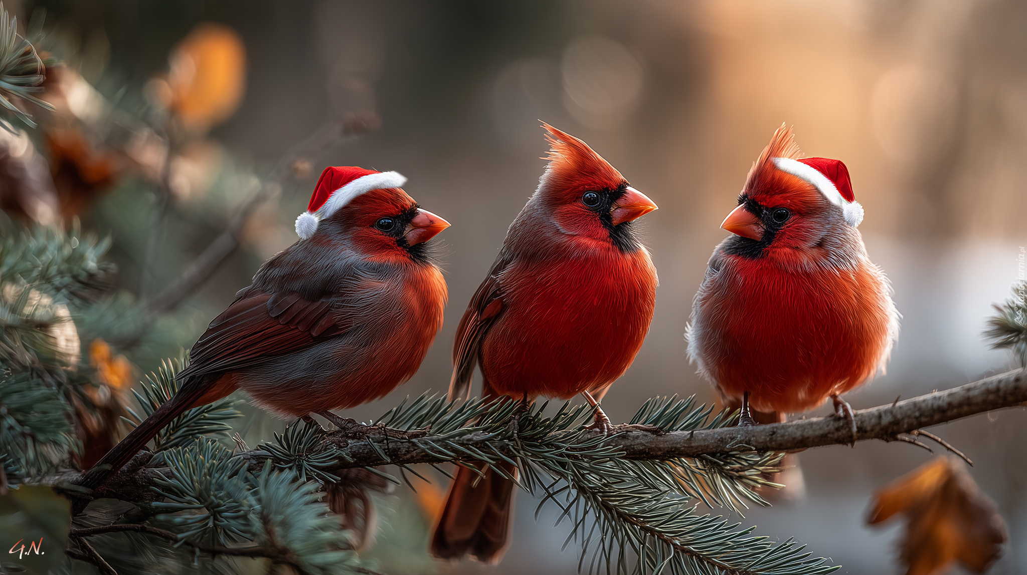Trzy, Ptaki, Kardynały, Czapki, Mikołaja, Grafika AI