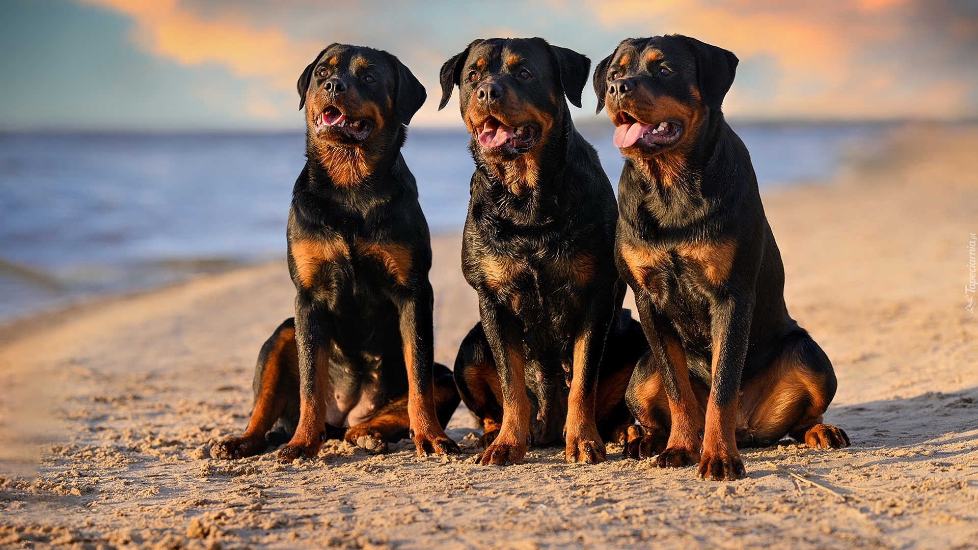 Trzy, Psy, Rottweilery, Plaża