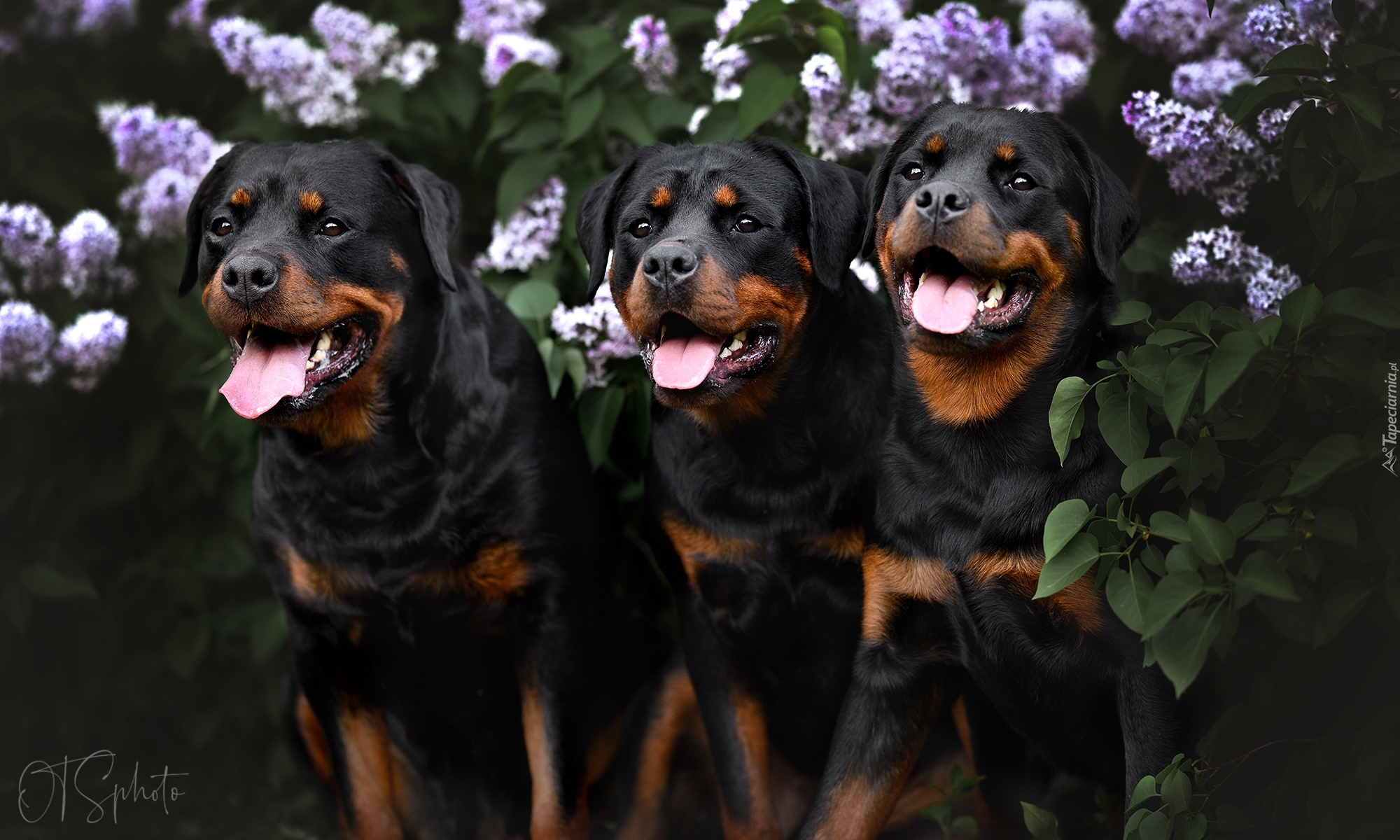 Trzy, Psy, Rottweiler