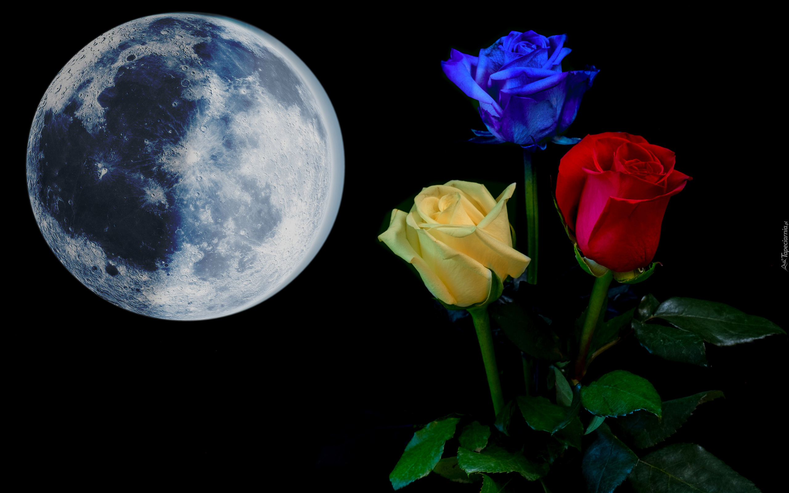 Kosmos, Księżyc, Kwiaty, Trzy, Róże, Niebieska, Żółta, Czerwona