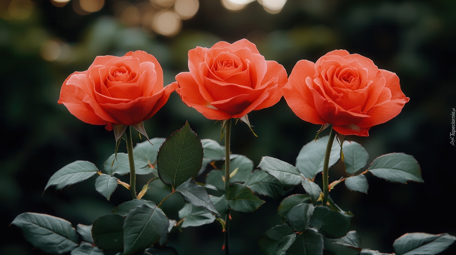 Trzy, Rozkwitające, Czerwone, Róże