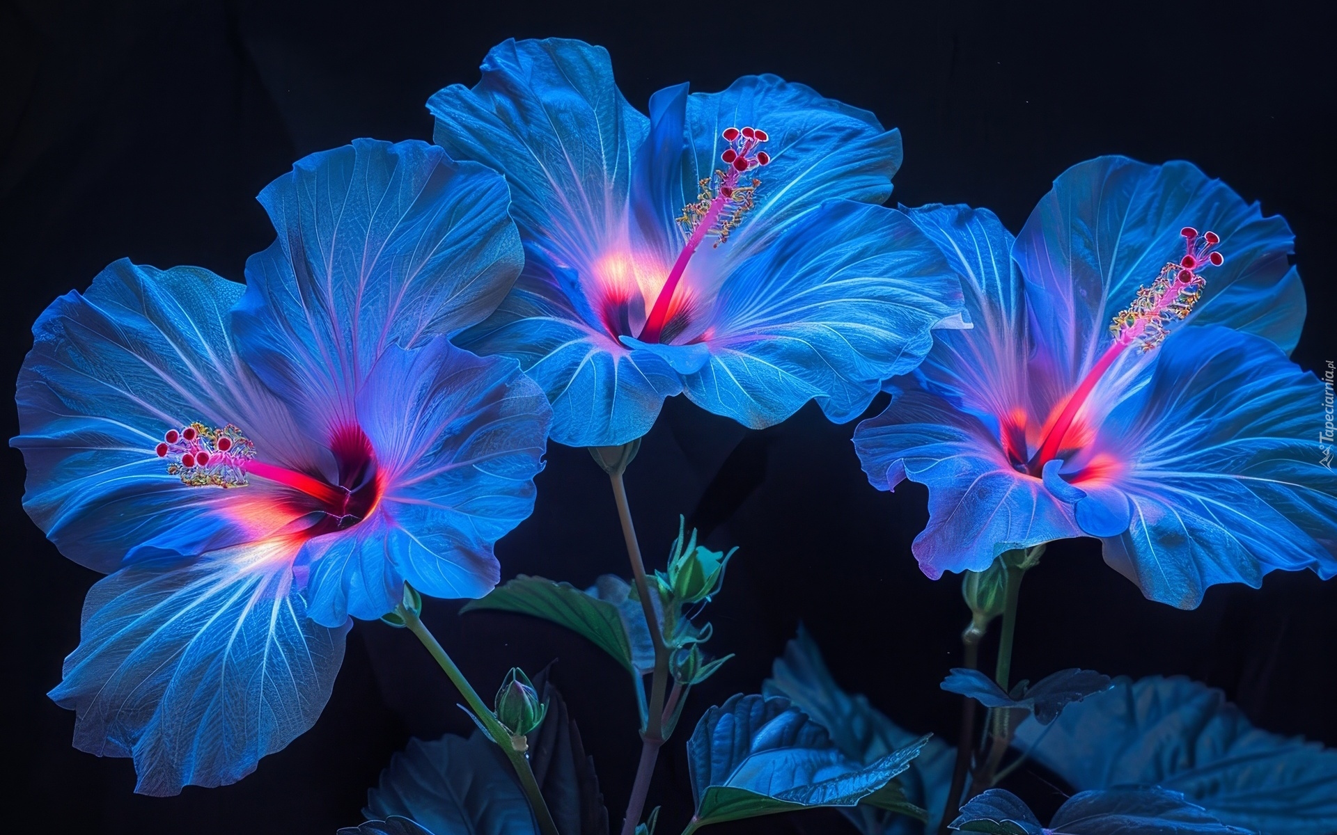 Kwiaty, Niebieskie, Hibiskusy, Grafika