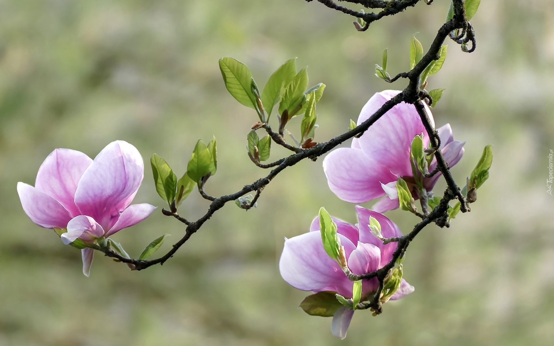 Krzew, Gałązki, Magnolia