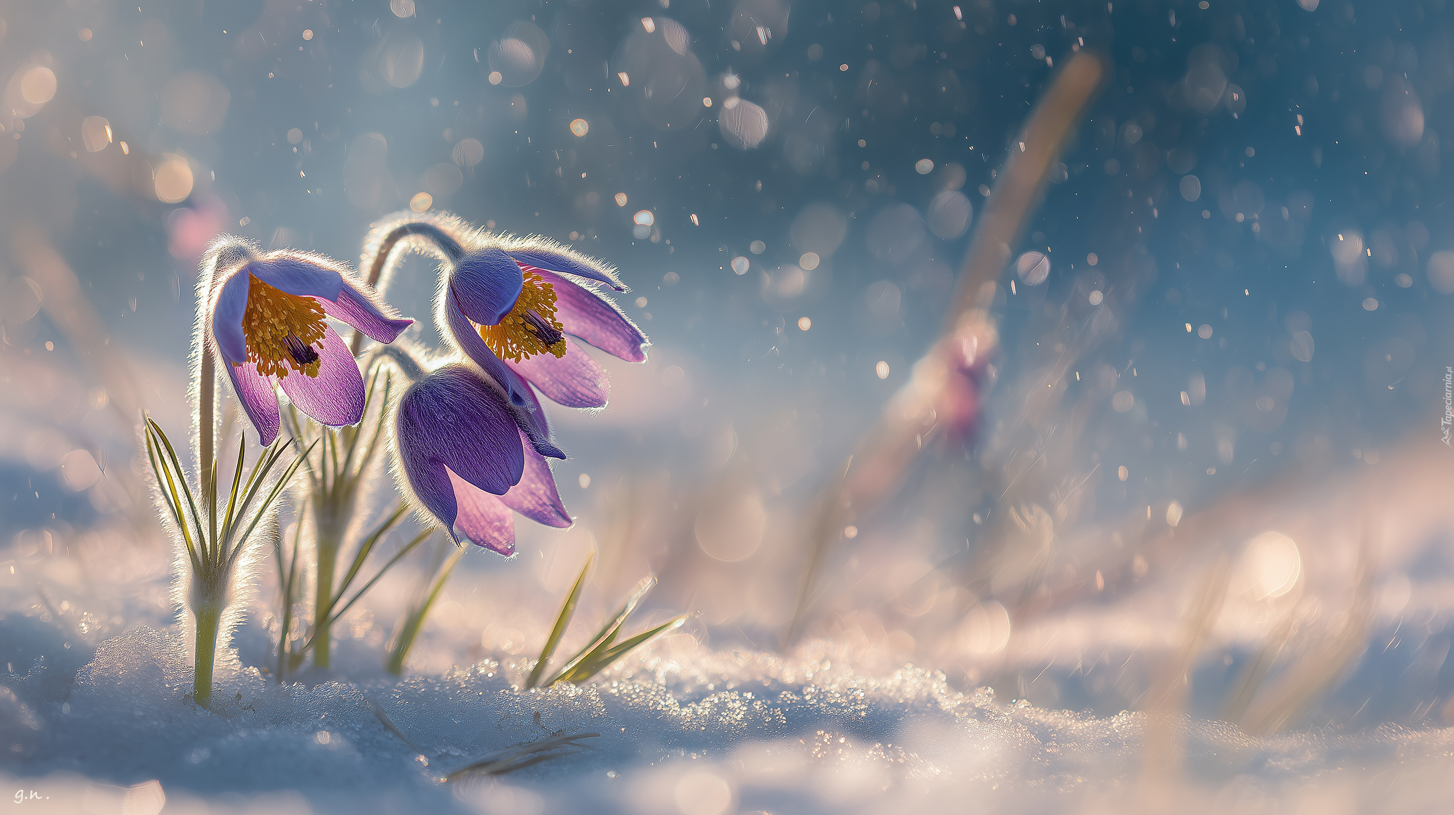 Trzy, Sasanki, Śnieg, Grafika AI