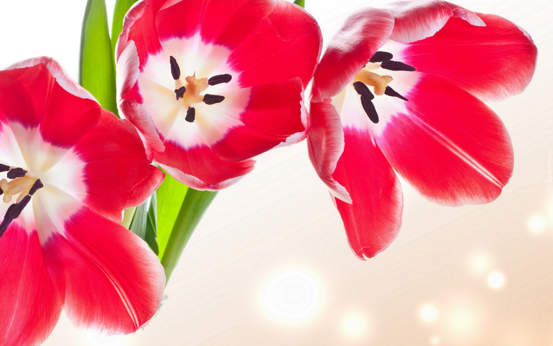 Kwiaty, Czerwone, Tulipany, Rozwinięte