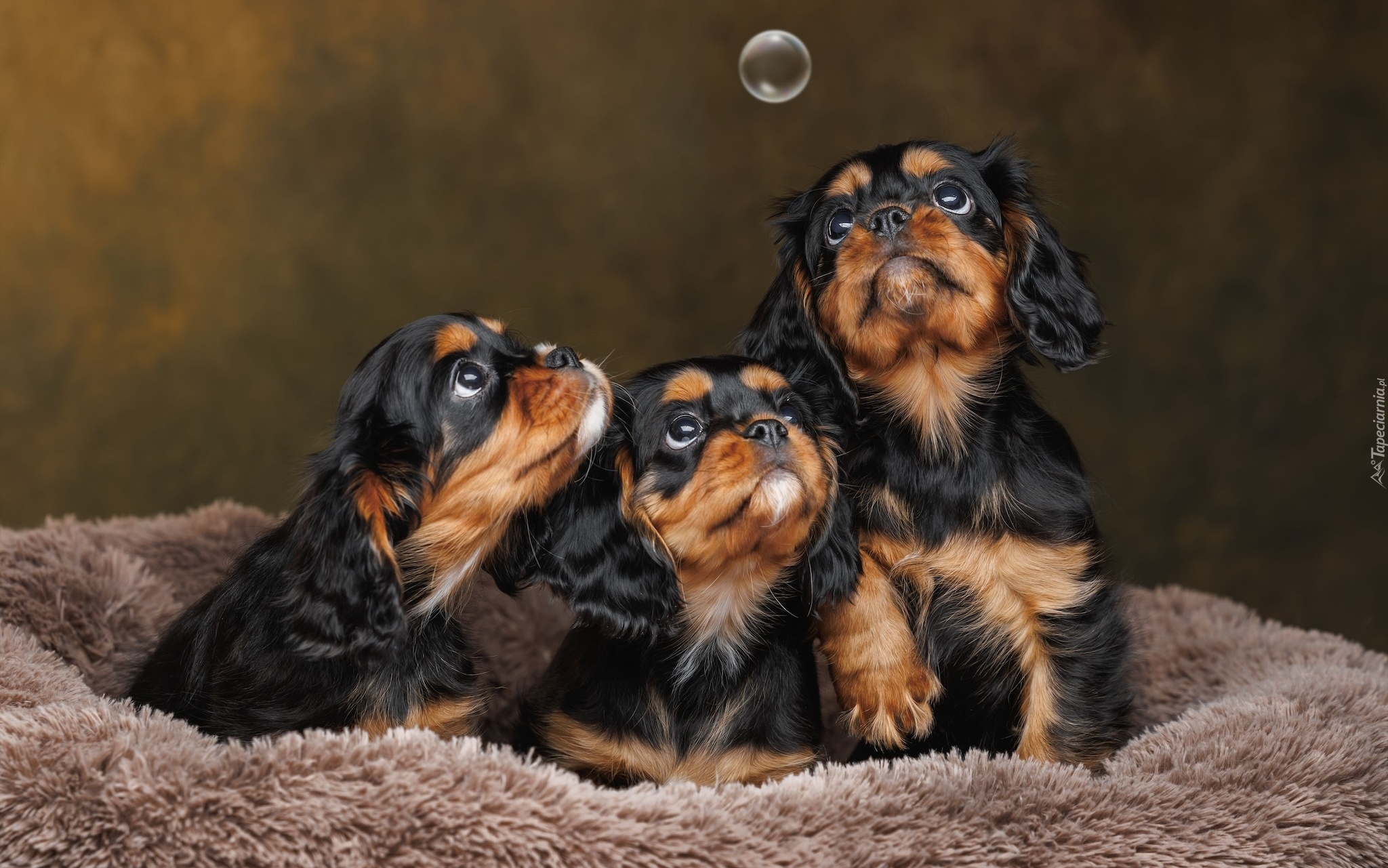 Psy, Szczeniaki, Trzy, Cavalier king charles spaniel, Bańka