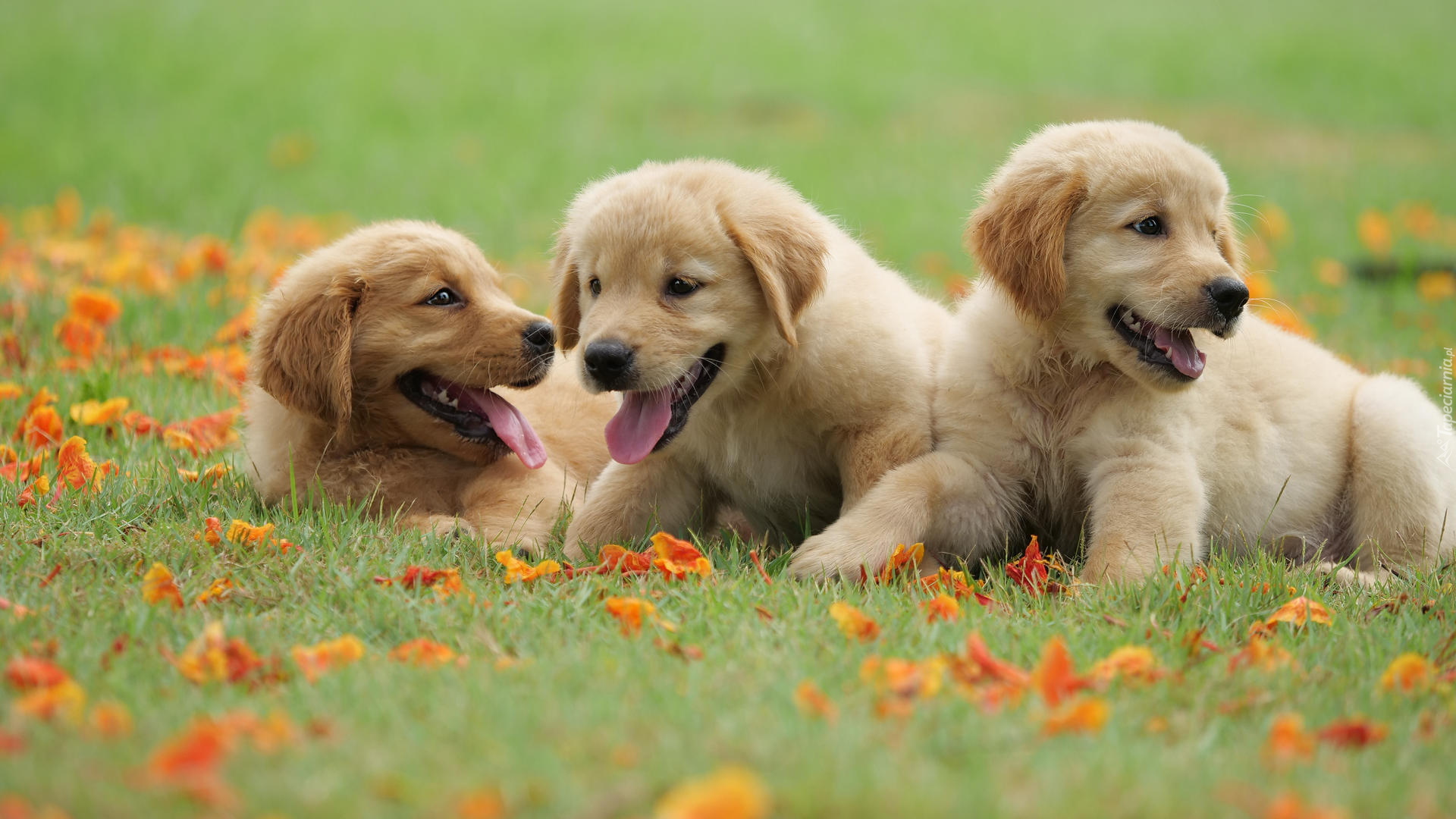 Trzy, Szczeniaki, Golden retriever, Trawa, Liście