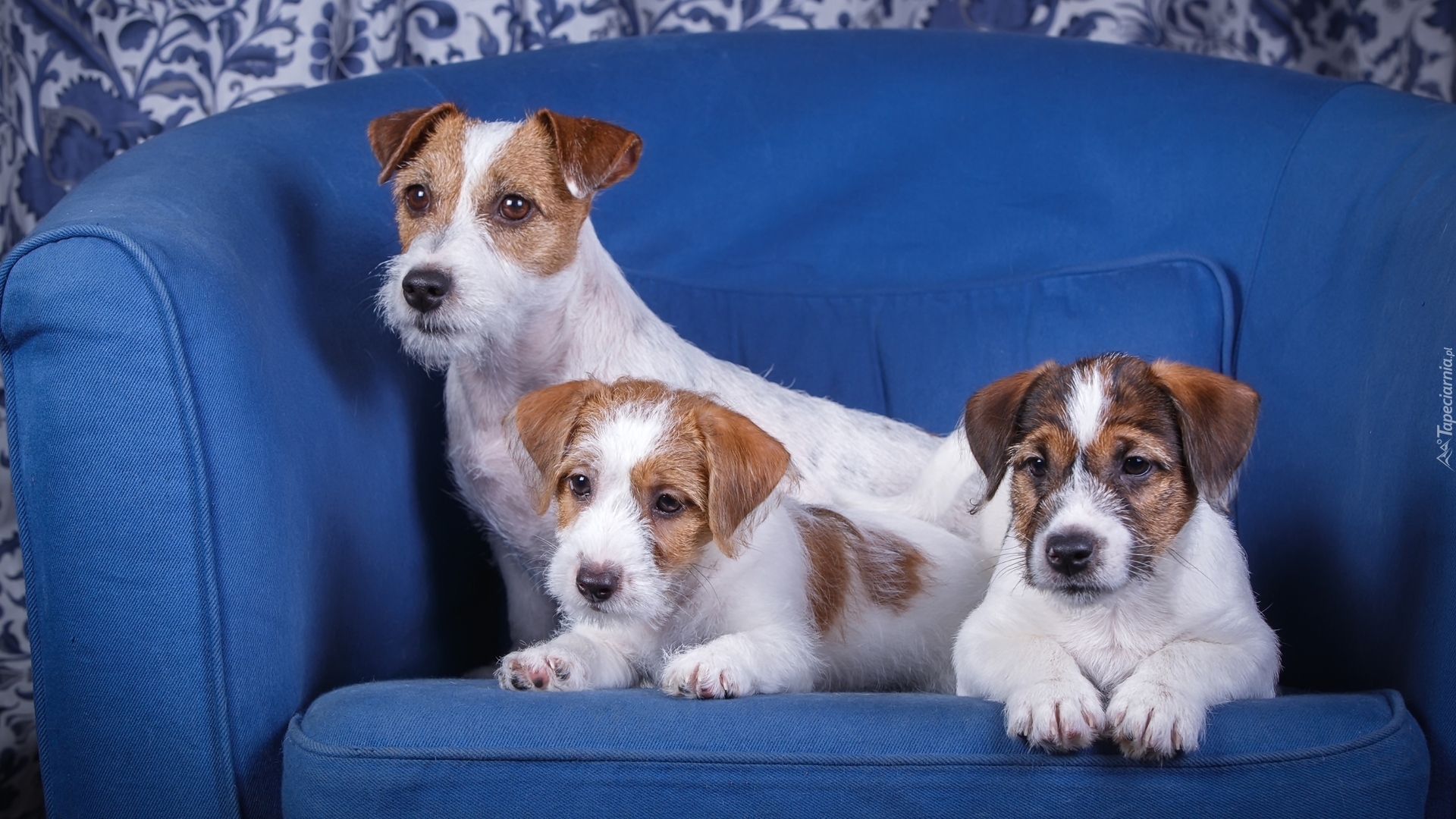 Trzy, Psy, Szczeniaki, Jack Russell terrier, Niebieska, Sofa