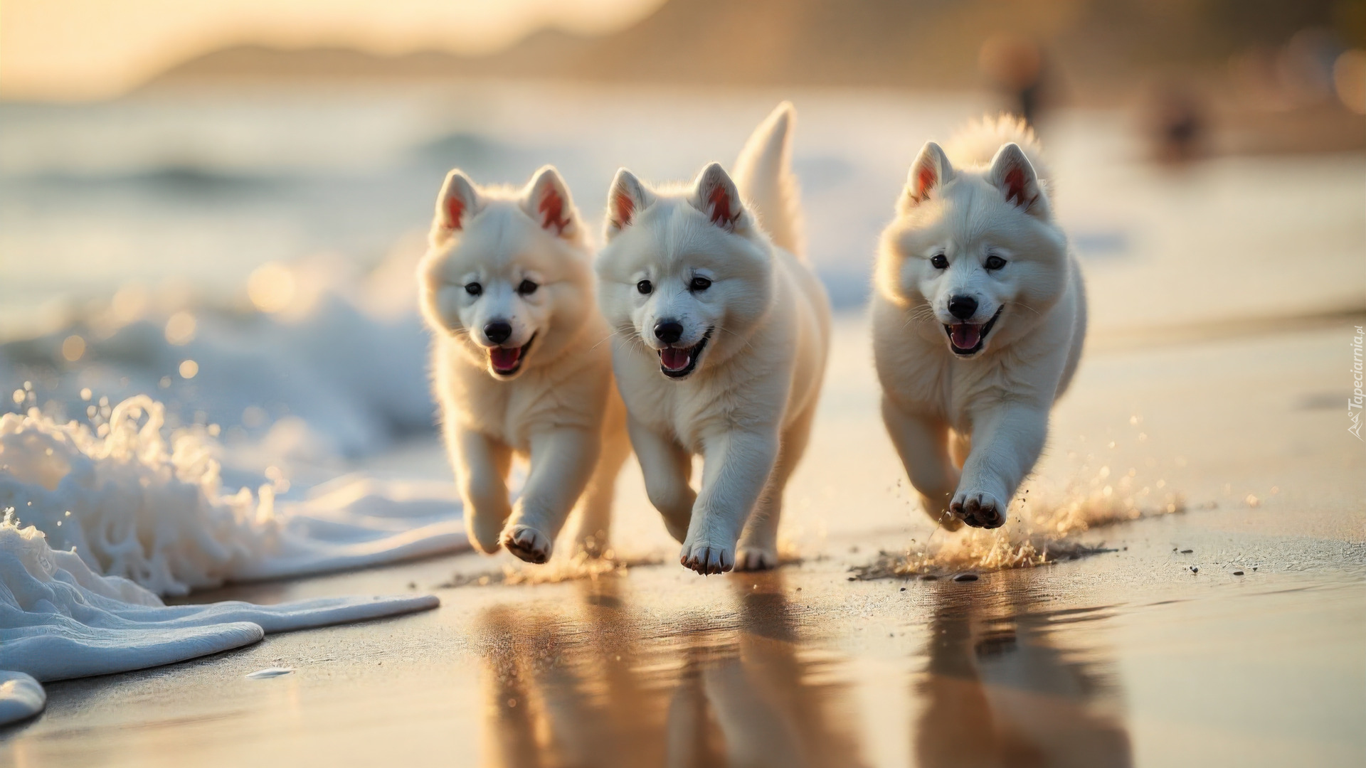 Trzy, Białe, Psy, Szczeniaki, Plaża, Morze, Grafika AI