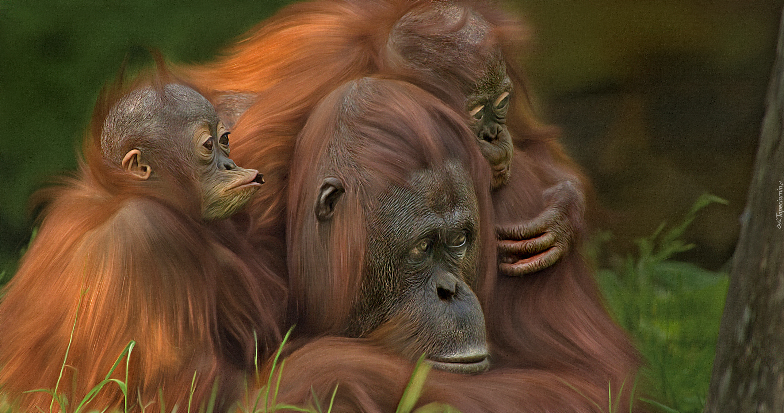 Małpy, Orangutan