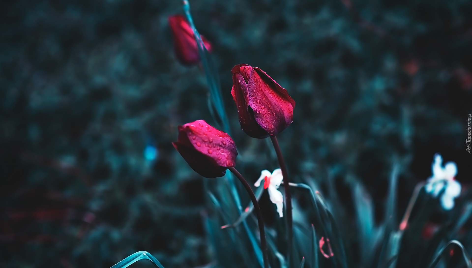Czerwone, Kwiaty, Tulipany, Krople