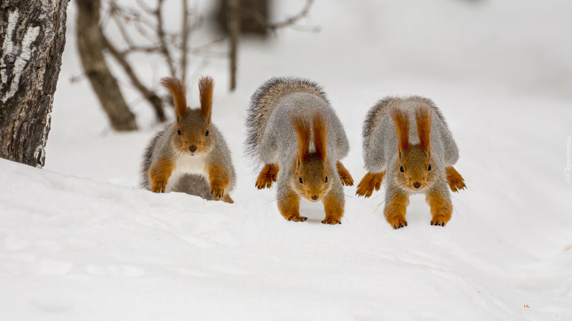 Trzy, Wiewiórki, Śnieg