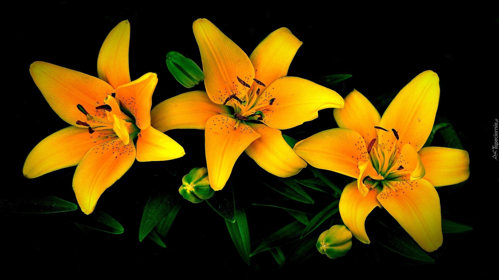 Kwiaty, Lilie, Żółte, Pąki