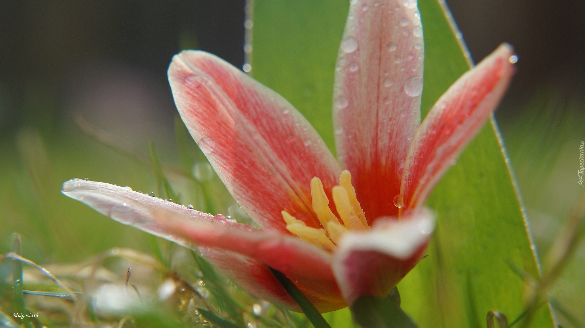 Kwitnący, Tulipan botaniczny