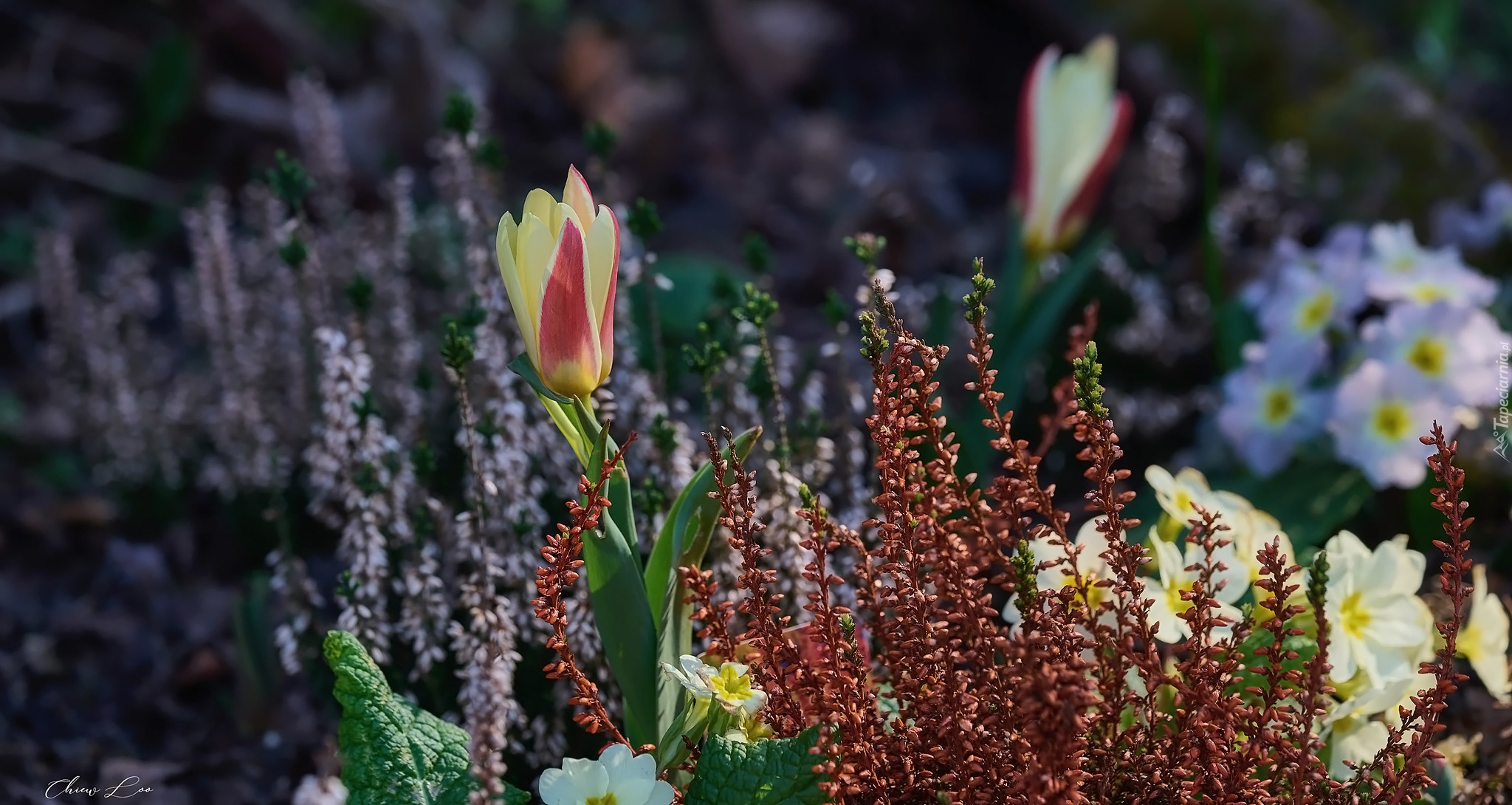 Kwiaty, Tulipan, Wrzos