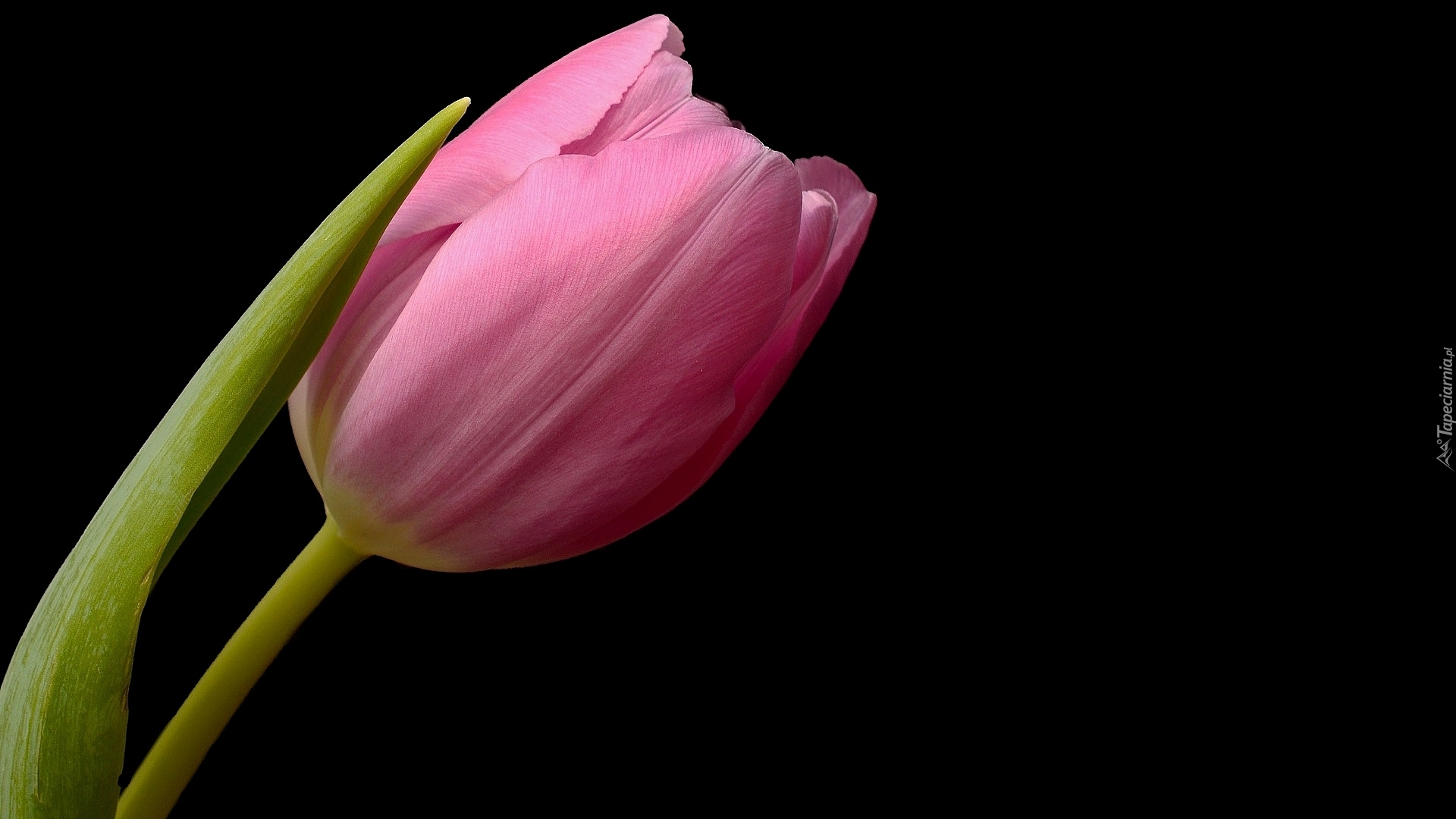 Różowy, Tulipan, Czarne tło