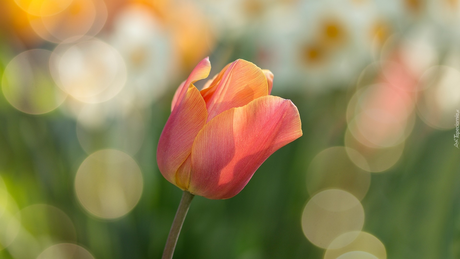 Tulipan, Bokeh