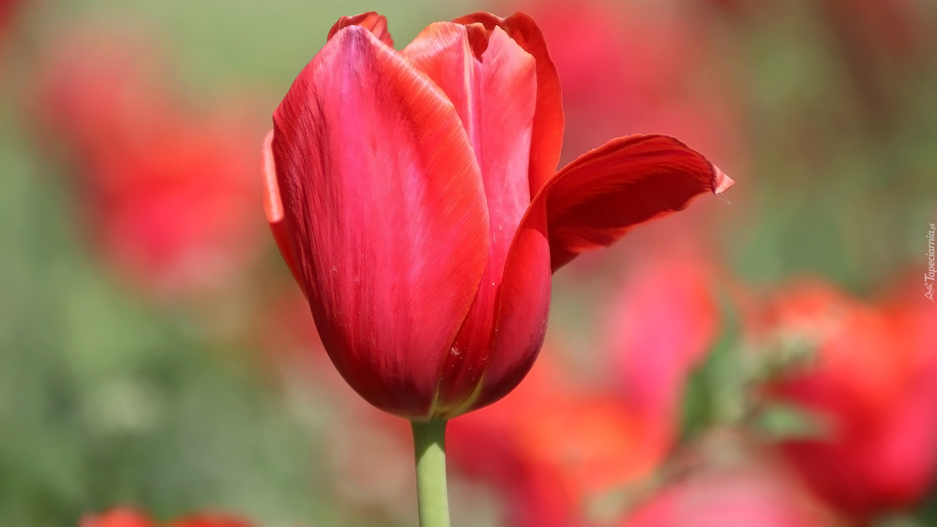 Kwiat, Czerwony, Tulipan, Odchylony, Płatek