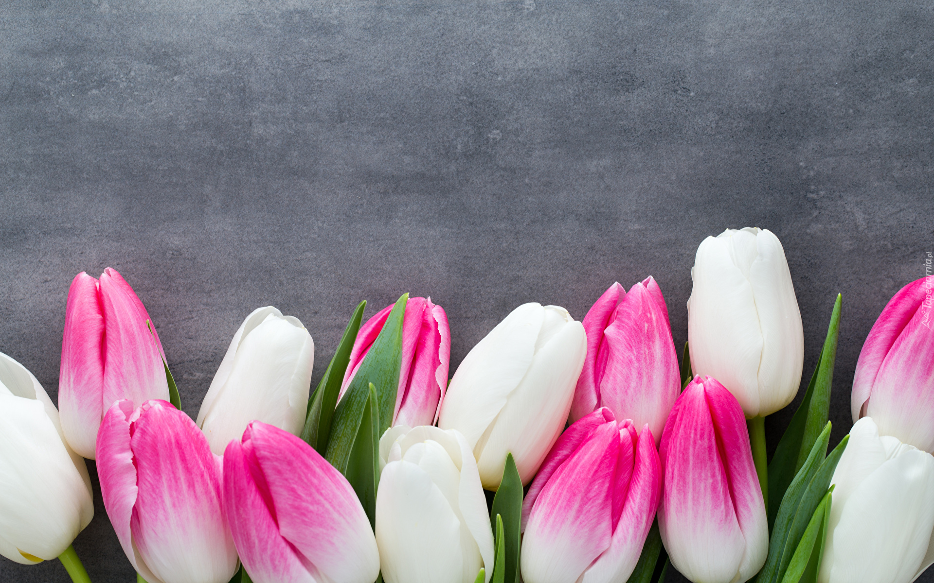 Kwiaty, Tulipany, Różowo-białe, Tło szare