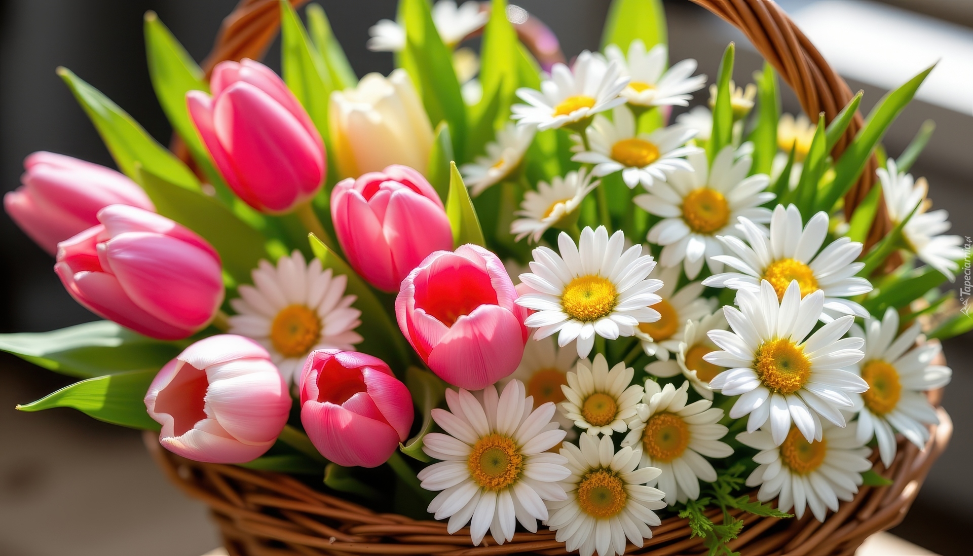 Kwiaty, Tulipany, Margerytki, Wiklinowy, Koszyk